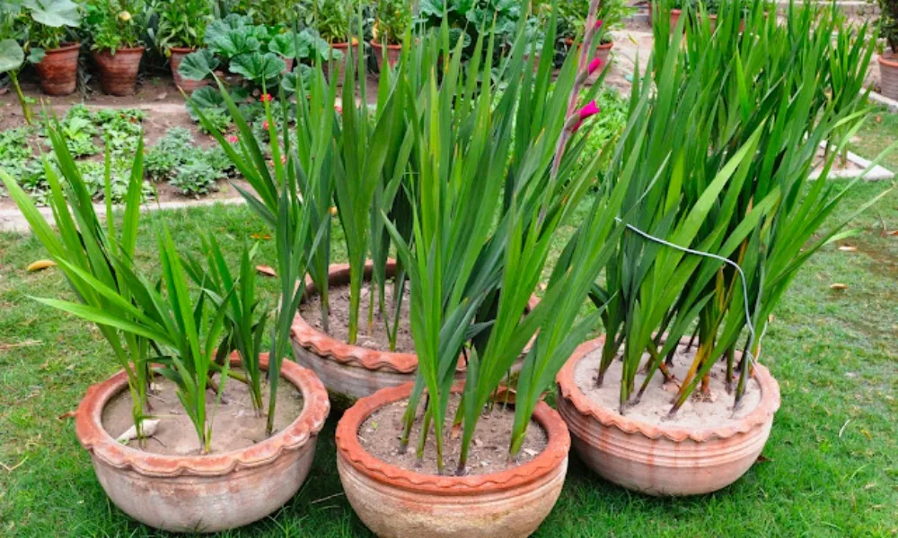 Cách trồng hoa lay ơn nở đúng Tết với kỹ thuật đặt củ chuẩn