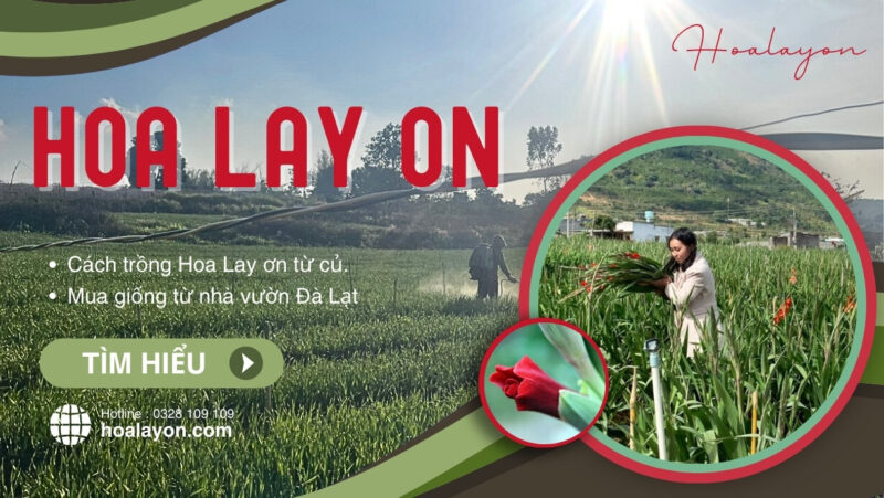 Cách Trồng Hoa Lay Ơn Bằng Củ Đúng Kỹ Thuật Cho Năng Suất Cao Nhất