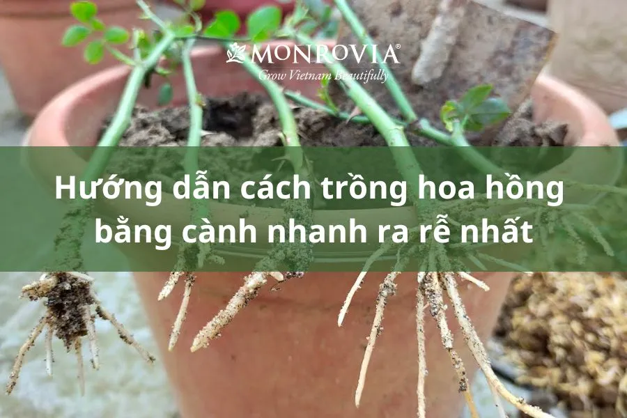 Cách Trồng Hoa Ly Bằng Cành Chính Xác Và Các Phương Pháp Nhân Giống Hiệu Quả Nhất