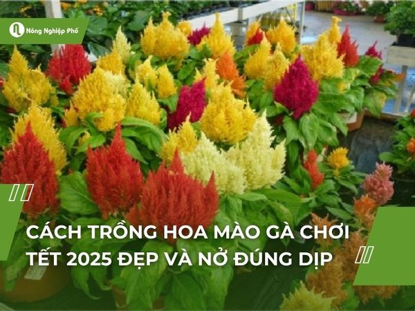Cách Trồng Hoa Mào Gà Búa Đạt Chuẩn Kỹ Thuật Cho Hoa Lớn, Rực Rỡ