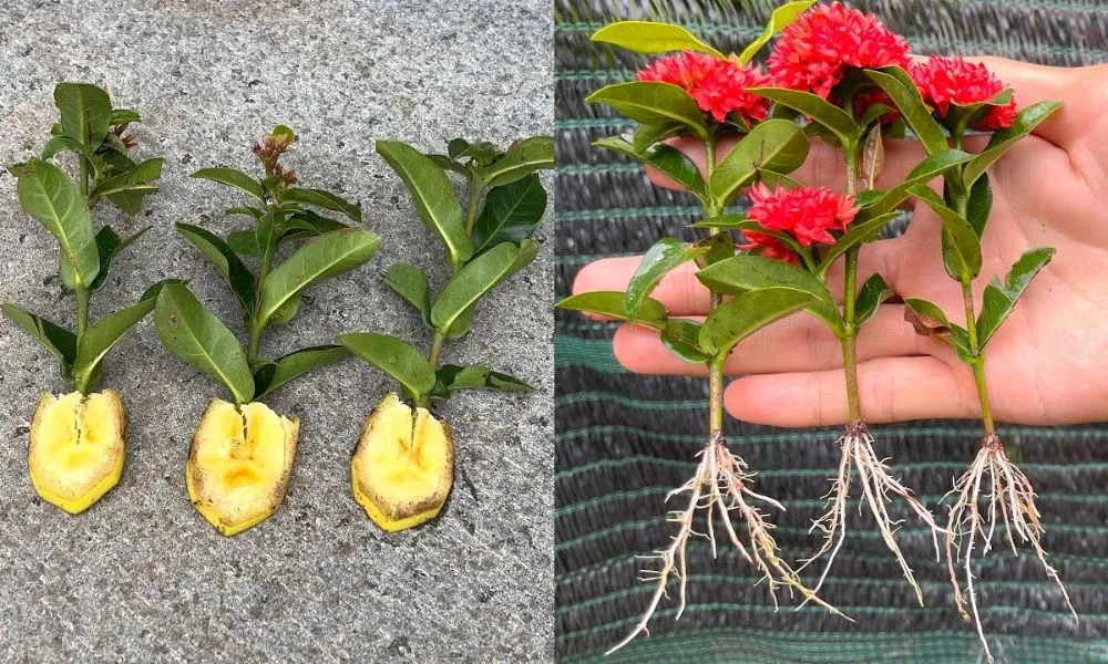 Cách trồng hoa mẫu đơn đúng kỹ thuật và chú trọng xử lý gốc rễ