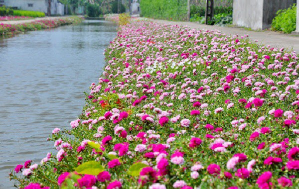 Cách Trồng Hoa Mười Giờ Đẹp Và Chăm Sóc Đúng Kỹ Thuật Cho Người Mới Bắt Đầu