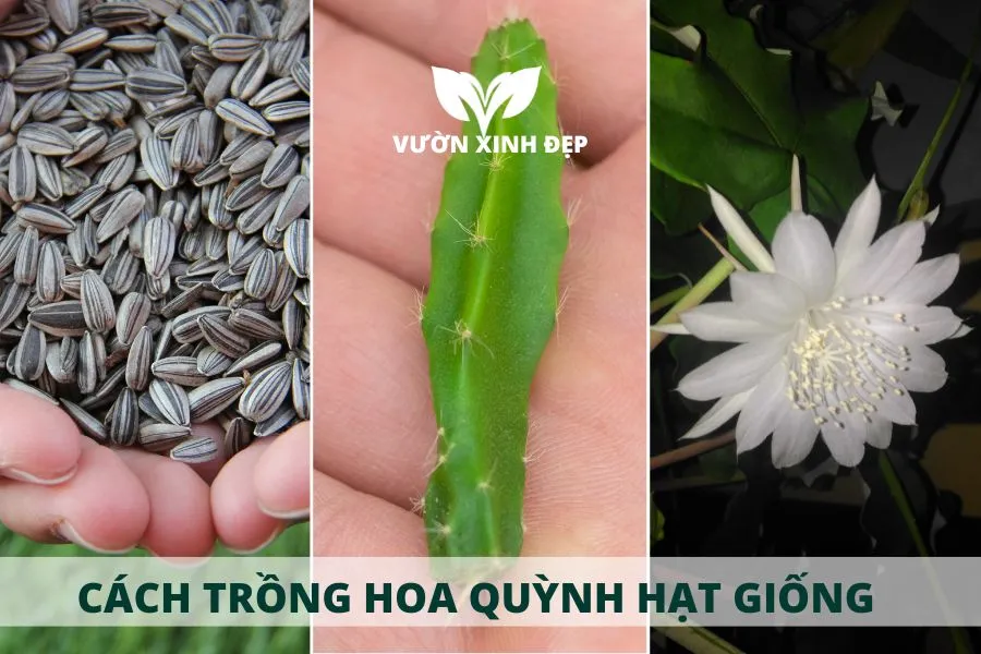 Cách trồng Hoa Quỳnh từ hạt giống và giâm cành lá.