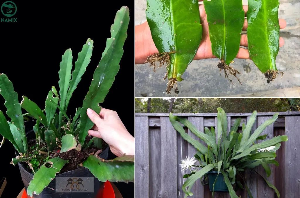 cach trong hoa quynh