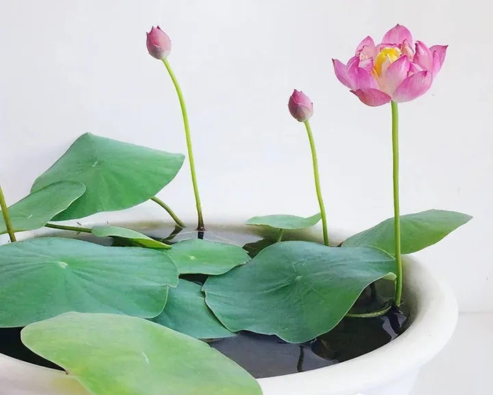 Cách trồng hoa sen từ củ: Củ sen nảy mầm và ra lá sau 5-7 ngày