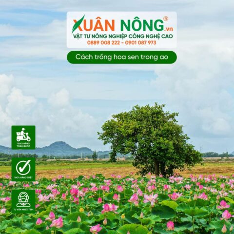 Cách Trồng Hoa Sen Trong Ao Đạt Chuẩn: Hướng Dẫn Chi Tiết Từ A Đến Z