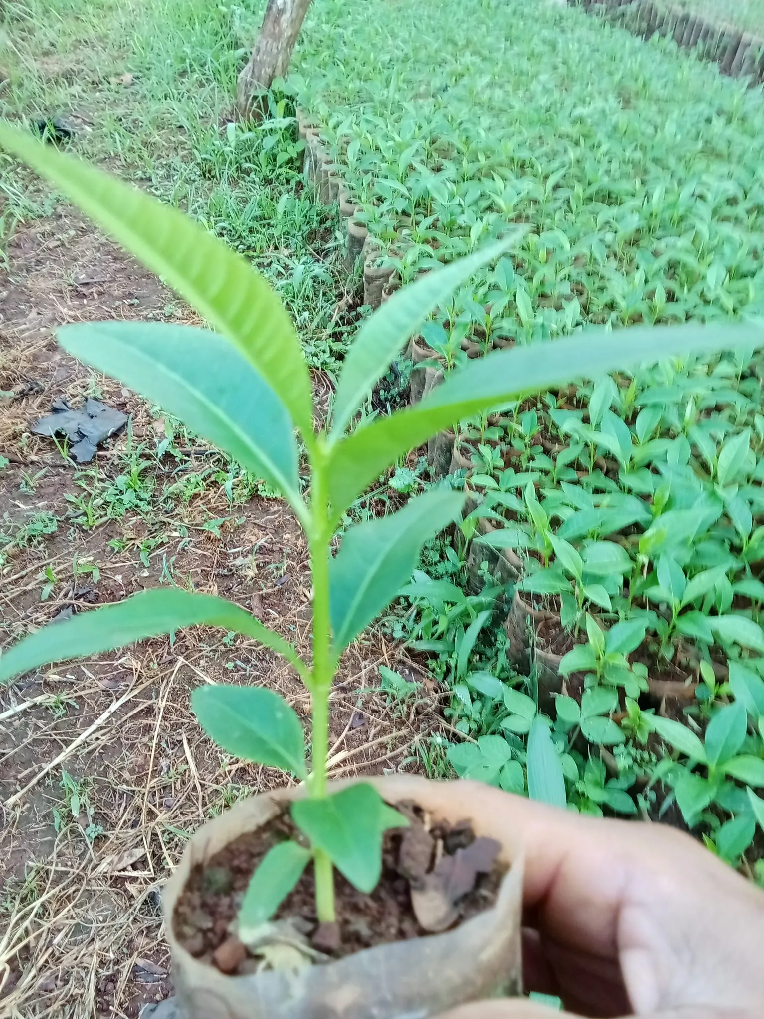 Cách trồng Hoa Sữa bằng cây giống đơn giản, dễ thực hiện tại vườn ươm