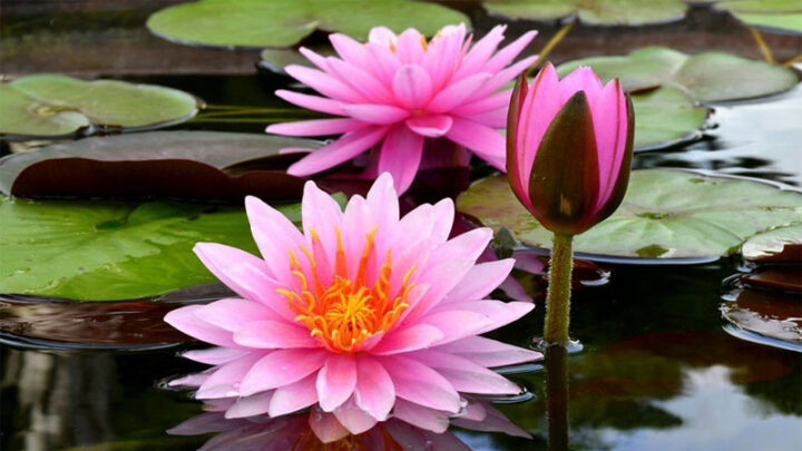 Cách Chăm Sóc Hoa Sen Cảnh Trong Chậu Nở Hoa Quanh Năm