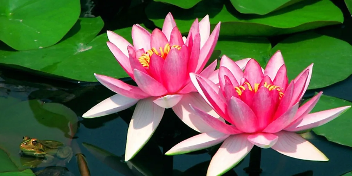 Cách trồng hoa súng trong chậu tại nhà