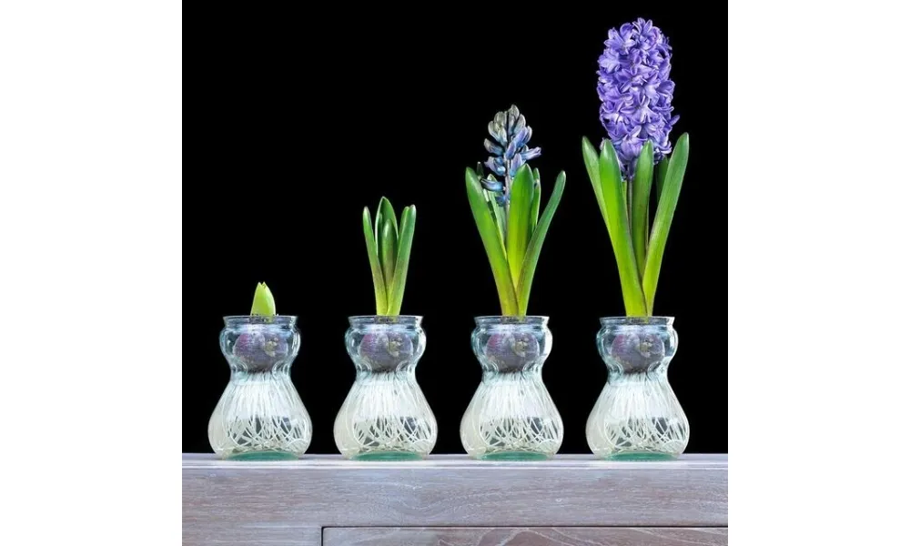 Cách trồng hoa tiên ông trong nước đơn giản với lọ thủy tinh chuyên dụng