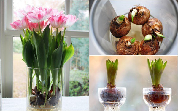 Cách Trồng Hoa Tulip Trong Nước Từ A Đến Z: Kỹ Thuật Thủy Canh Đơn Giản Tại Nhà