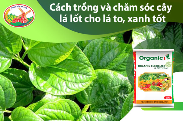 Cách Trồng Cây Mắc Cỡ Từ A-Z: Kỹ Thuật Chăm Sóc Đơn Giản Cho Người Mới