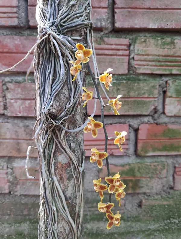 Cách trồng lan căn diệp khá đơn giản