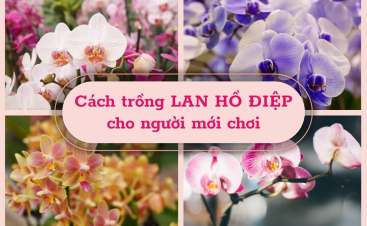 Cách Trồng Hồ Điệp Ra Hoa Tết: Hướng Dẫn Kỹ Thuật Chuyên Sâu Từ A Đến Z
