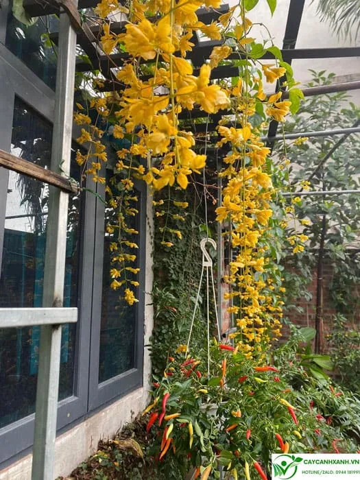 Cách trồng lan hoàng dương leo giàn