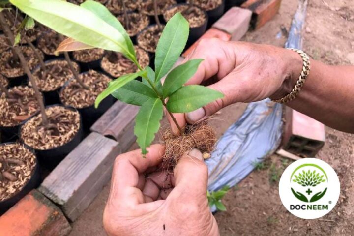 Cách Trồng Cây Mai Con Mau Lớn Với Kỹ Thuật Chuẩn Chuyên Gia