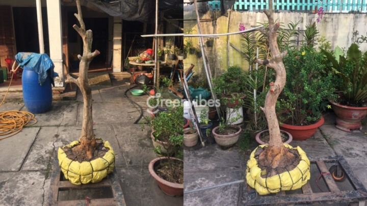 Cách Chăm Sóc Cây Mai Mới Bứng Vào Chậu Chuẩn Kỹ Thuật Chuyên Gia