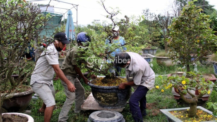 Cách Chăm Sóc Cây Mai Mới Trồng Chi Tiết A-Z Chuẩn Chuyên Gia