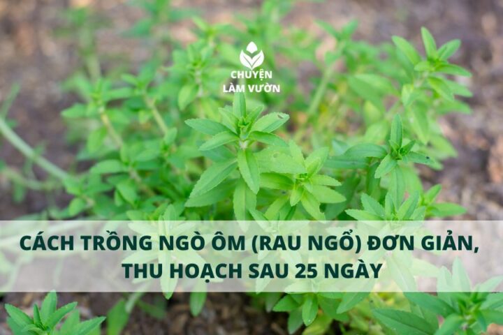Cách Trồng Cây Ớt Từ Hạt: Hướng Dẫn Chuyên Sâu, Thu Hoạch Hiệu Quả