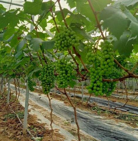 Cách Trồng Cây Nho Từ Hạt: Hướng Dẫn Chi Tiết Cho Người Mới Bắt Đầu