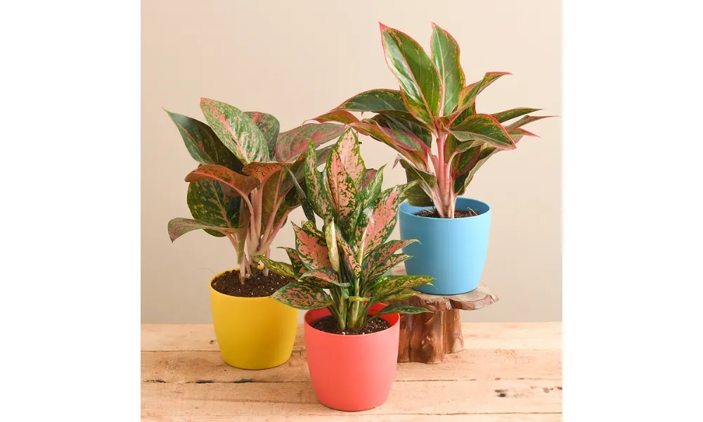 Cách trồng phú quý trong chậu đất