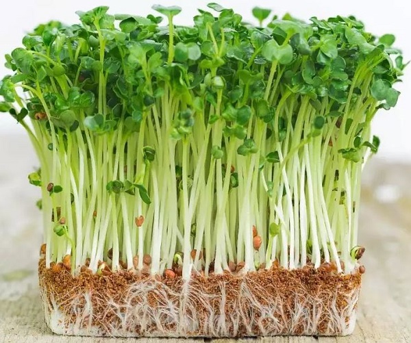 Cách Trồng Cây Cải Mầm Đạt Năng Suất Cao Ngay Tại Nhà Với Kỹ Thuật Chuyên Sâu