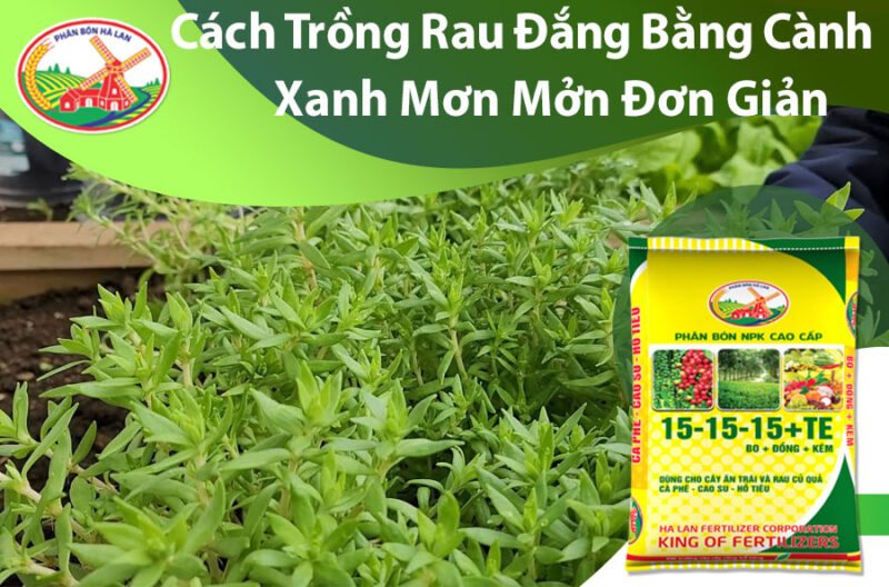 CÁCH TRỒNG HOA THANH TÚ BẰNG CÀNH: HƯỚNG DẪN CHI TIẾT ĐẠT HIỆU QUẢ CAO