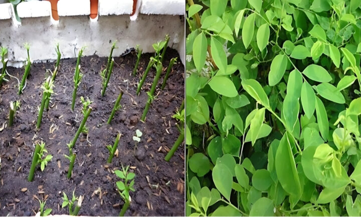 Cách Trồng Cây Rau Ngót Bằng Giâm Cành: Kỹ Thuật Chuyên Sâu Cho Người Làm Vườn