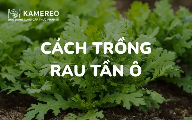 Cách Trồng Cây Tần Ô Toàn Diện Từ Gieo Hạt Đến Thu Hoạch