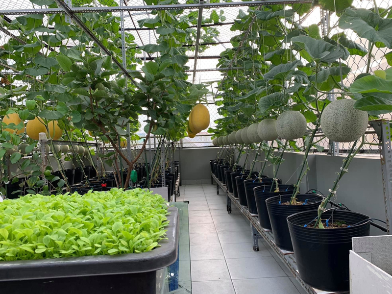 Cách Trồng Cây Bằng Ống Nhựa Hiệu Quả Cho Sân Thượng