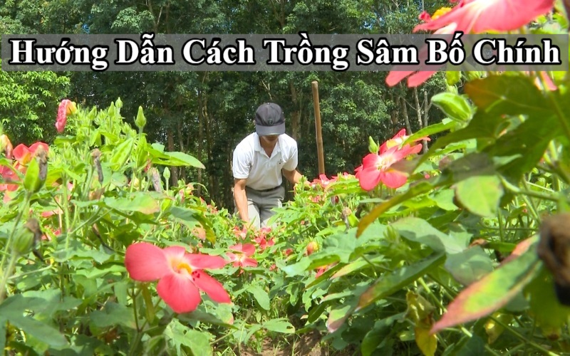 Cách Trồng Cây Sâm Đạt Năng Suất Cao: Hướng Dẫn Kỹ Thuật Chi Tiết