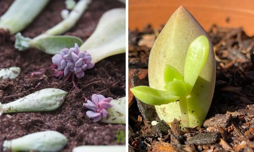 Cách trồng sen đá từ lá