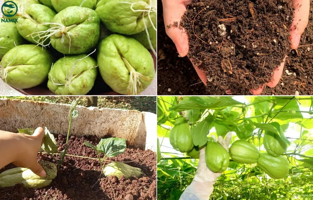 cach trong su su trong thung xop