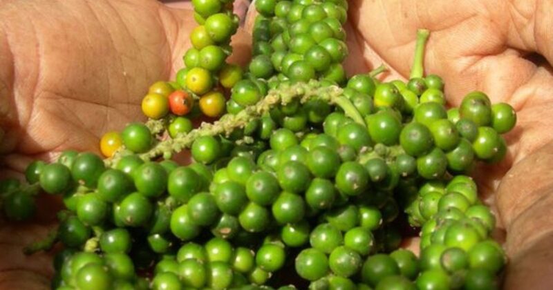 Cách Trồng Cây Từ Hạt Quả Bơ Chi Tiết Chuẩn Chuyên Gia Tại Nhà