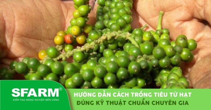 Cách Chăm Sóc Cây Tiêu Đạt Chuẩn Chuyên Gia Và Bền Vững