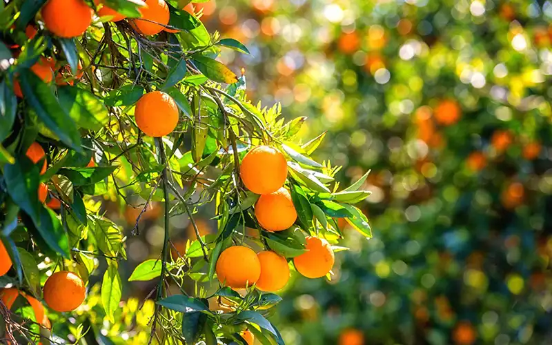 Kỹ Thuật cách chăm sóc cây cam đường canh Toàn Diện Cho Năng Suất Cao