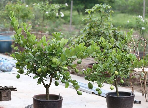 Cách Trồng Cây Chanh Trong Chậu Ra Quả Sai Trĩu: Hướng Dẫn Kỹ Thuật Chuyên Sâu