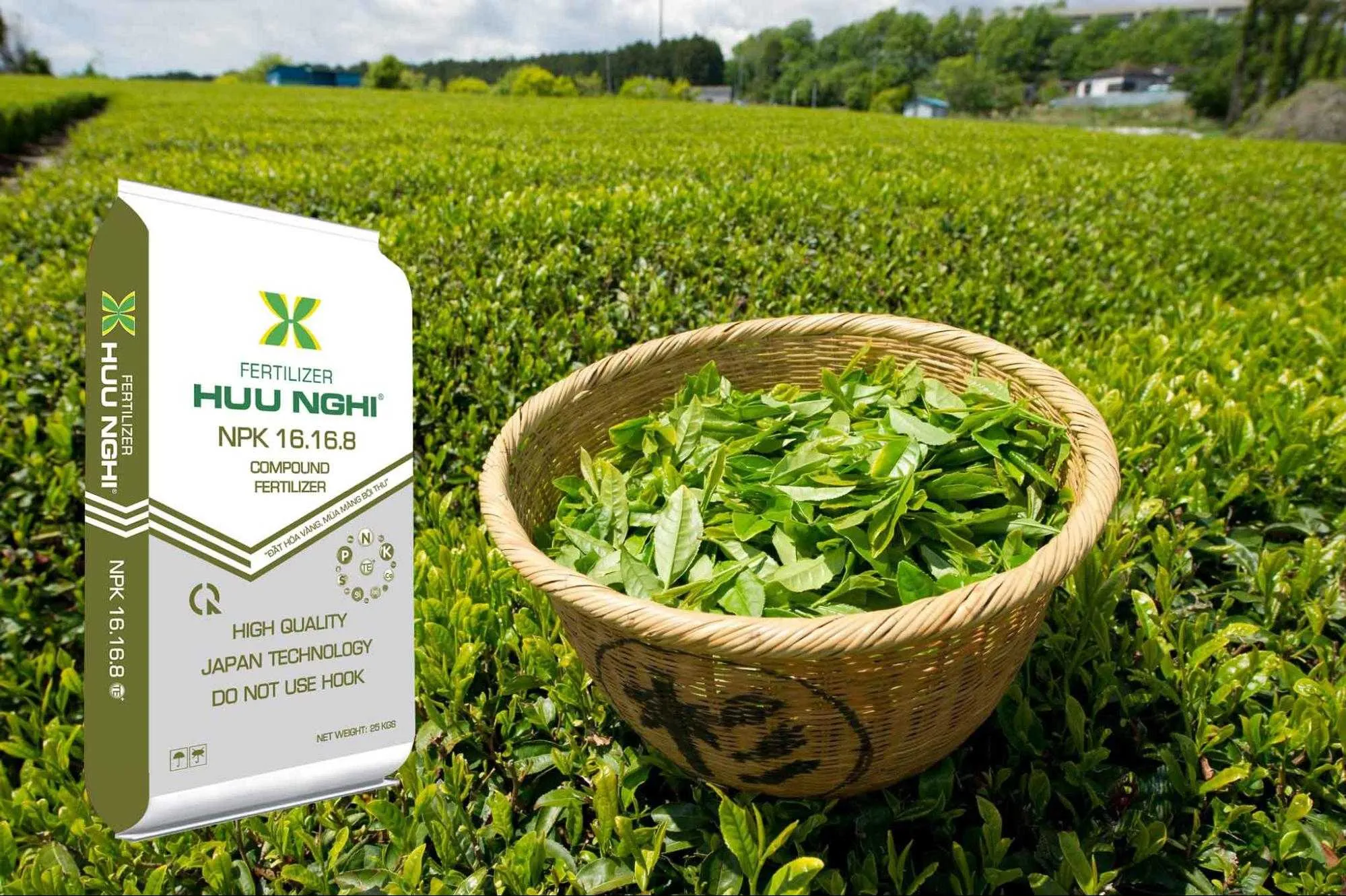 cách trồng và chăm sóc cây chè xanh