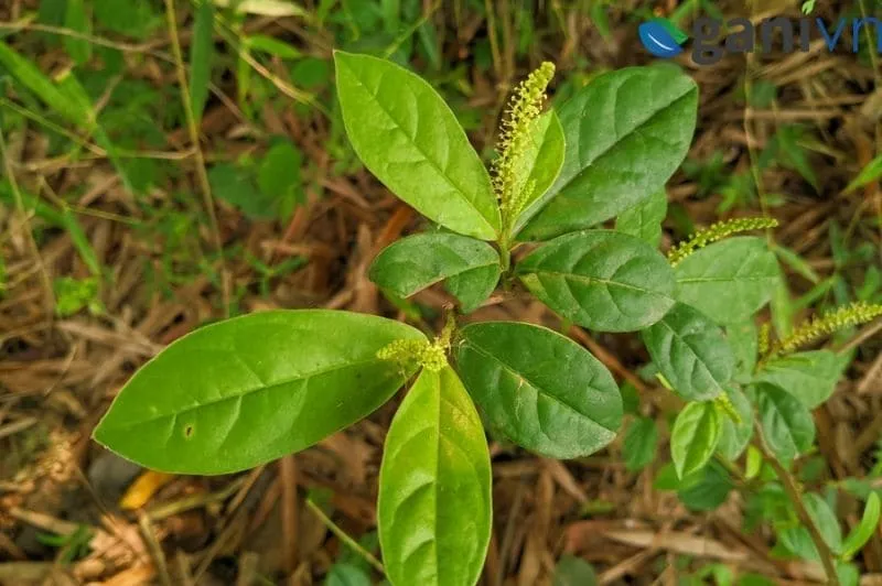 Cách Trồng Và Chăm Sóc Cây Chòi Mòi