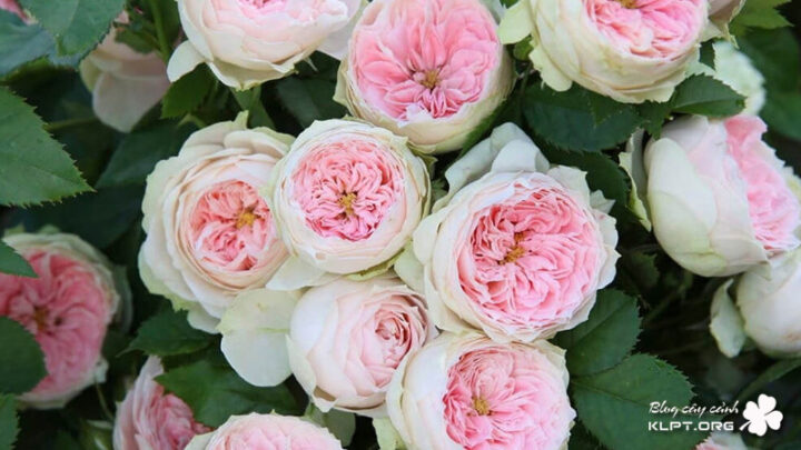 Cách Trồng Hoa Hồng Chiết Cành: Hướng Dẫn Chi Tiết Từ A Đến Z