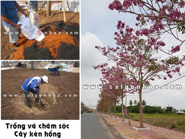Cách trồng và chăm sóc cây kèn hồng đúng cách