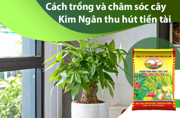 Cách Trồng Hoa Kim Ngân: Hướng Dẫn Chi Tiết Trồng Và Chăm Sóc Cây Kim Ngân