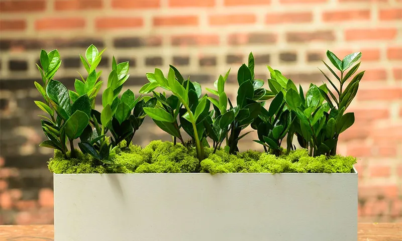 Cách trồng và chăm sóc cây kim tiền