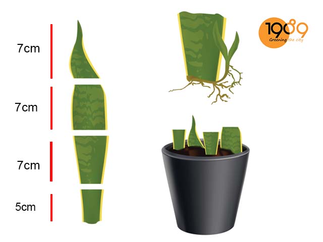 CÁCH TRỒNG VÀ CHĂM SÓC CÂY LƯỠI HỔ TOÀN DIỆN VÀ CHUYÊN SÂU NHẤT