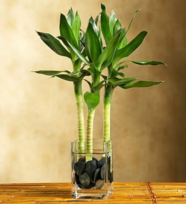 Cách trồng và chăm sóc cây phát lộc trong nước đúng kỹ thuật