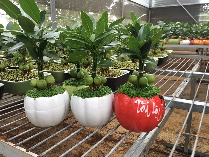 cách trồng và chăm sóc cây tài lộc