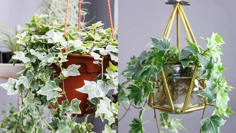 Hướng Dẫn Chi Tiết Cách Chăm Sóc Cây Thường Xuân Từ A Đến Z