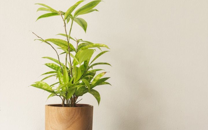 Cách Trồng Cây Phát Lộc Trong Nước: Hướng Dẫn Kỹ Thuật Chuyên Sâu Từ A-Z