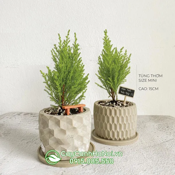 Cách trồng và chăm sóc cây Tùng Thơm chi tiết tại nhà