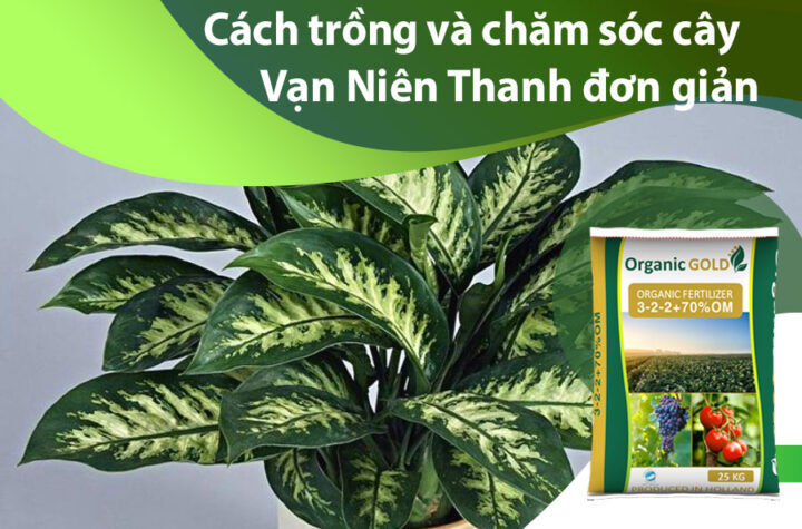 Cách Chăm Sóc Cây Vạn Niên Thanh Chuẩn Chuyên Gia Tại Nhà